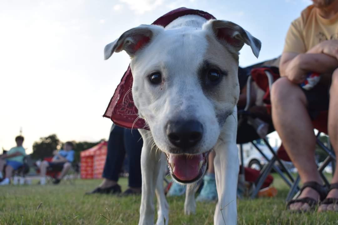 RubyDawgOffcial's tweet image. #Rubydawg:
DFW-Texas mutt of unknown mix (we think Bull Terrier mix). Pound puppy. Rescue dog.
Former stunt queen of the DangerDawgz &amp;amp; #theRuffRiderz. Founding member of the #DangerDawgz.
Now retired and living her best life with her family.
