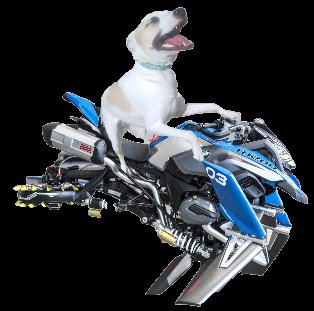 RubyDawgOffcial's tweet image. #Rubydawg:
DFW-Texas mutt of unknown mix (we think Bull Terrier mix). Pound puppy. Rescue dog.
Former stunt queen of the DangerDawgz &amp;amp; #theRuffRiderz. Founding member of the #DangerDawgz.
Now retired and living her best life with her family.