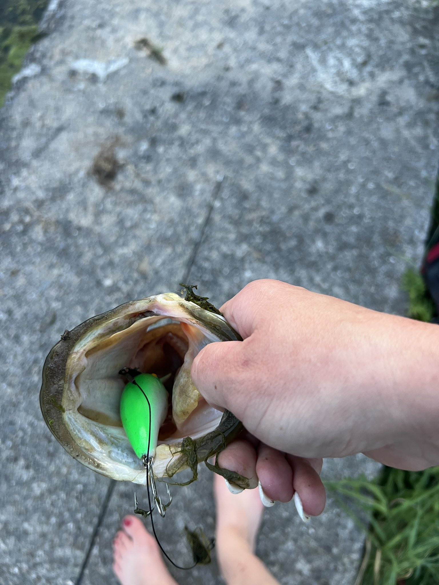 Jenn Gadbois on Twitter "I swear, lures are designed to catch the eye