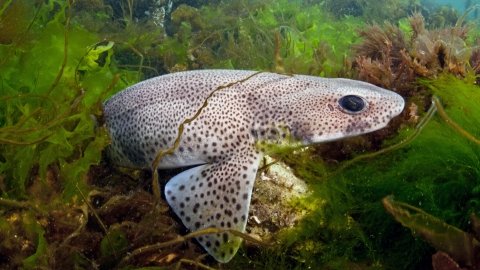 jimwharton's tweet photo. Does it matter if people think sharks are cute? It seems to. Multiple studies have shown how aesthetic value influences animals' moral standing or conservation value. Unrelated, I give you obscure shark 7, the small-spotted catshark (Scyliorhinus canicula) #DiverseSharks https://t.co/yObTOmKeOb