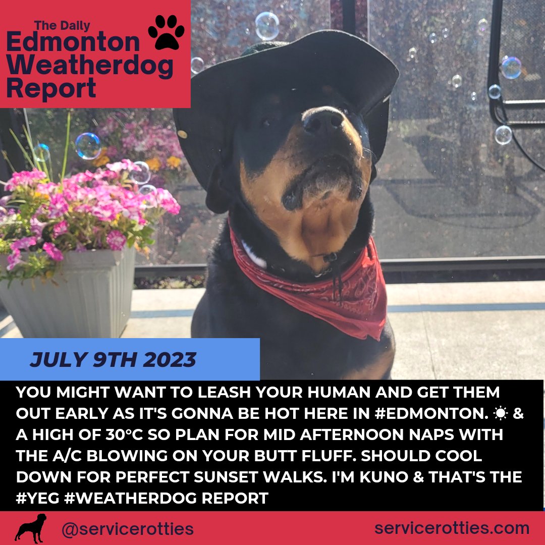 You might want to leash your human and get them out early as it's gonna be HOT here in #Edmonton. ☀️ & a high of 30°C so plan for mid afternoon naps with the a/c blowing on your butt fluff. Should cool down for perfect sunset walks. I'm Kuno & that's the #Yeg #Weatherdog Report