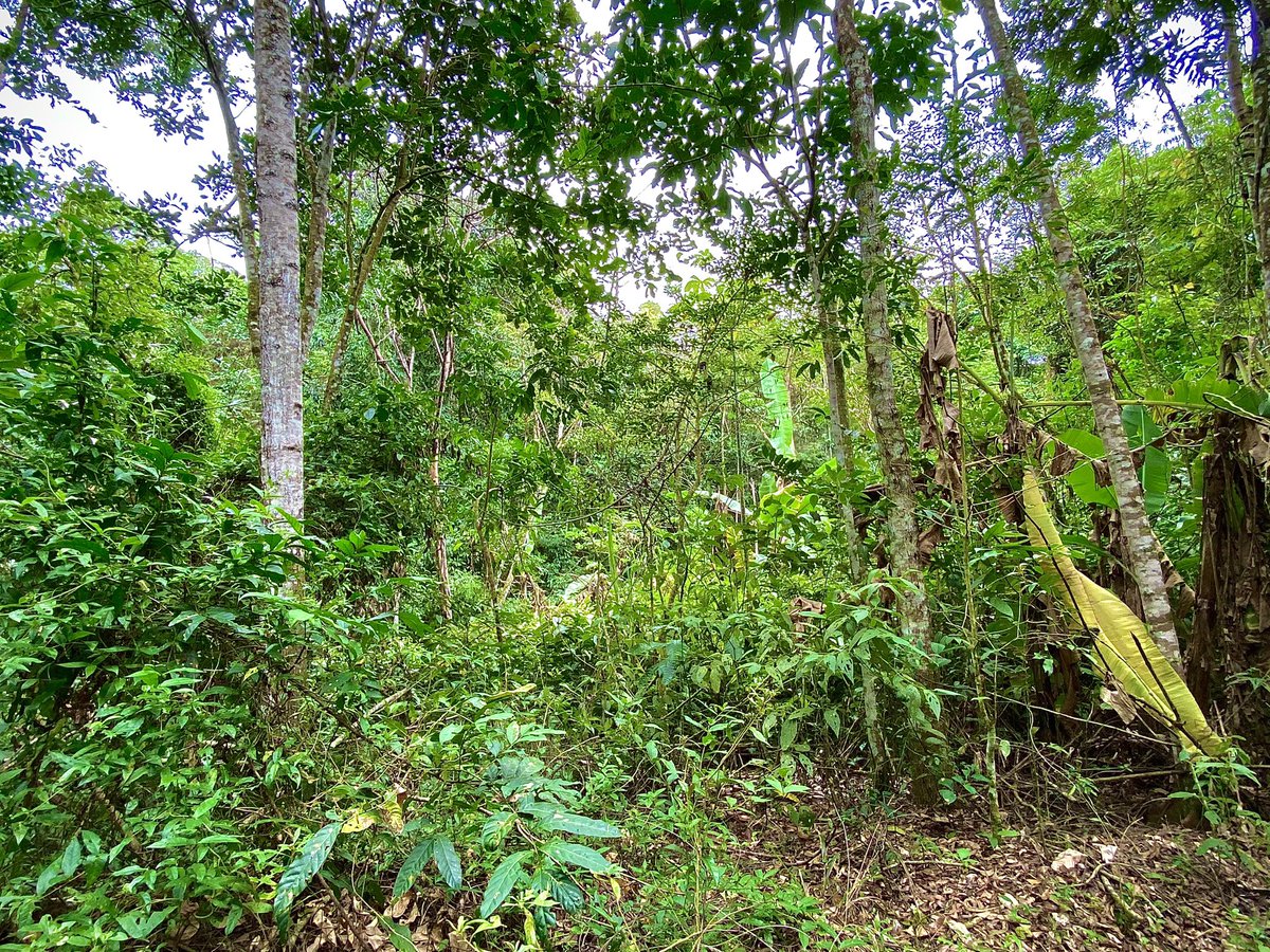 First trek out in the #Brazil 🇧🇷 #rainforest & spotted a #monkey 🐵 @UniOfHull @hullbams @HullUniScience @HullUniUnion @canalicmbio #fieldtrip #HullUni