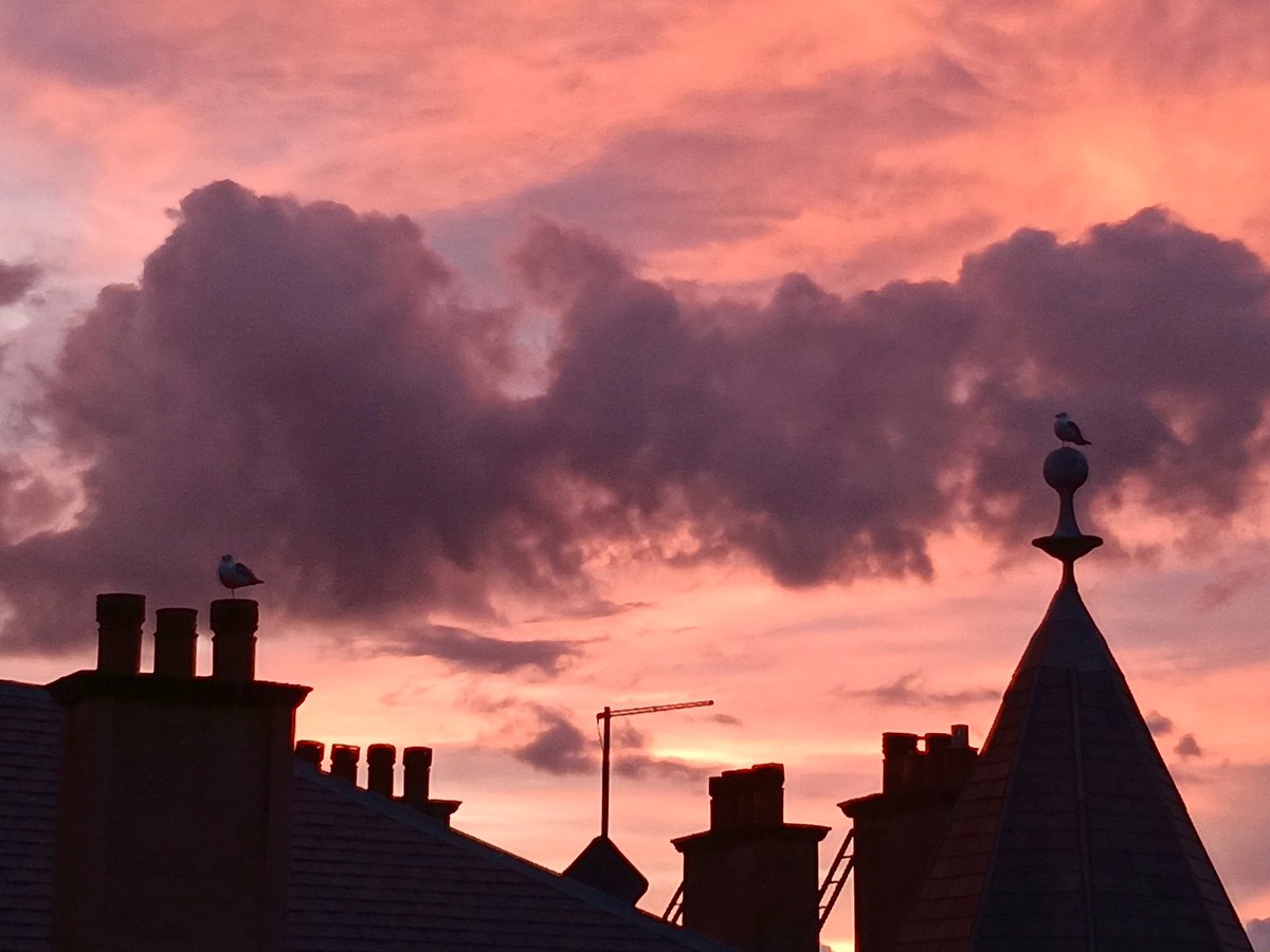 Sunset seagulls #Glasgowwestend