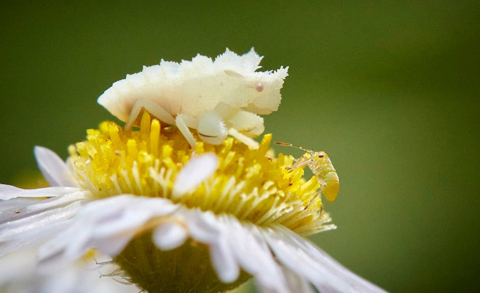 MargueriteTurl2's tweet image. Baby ambush bug hanging with a friend!!