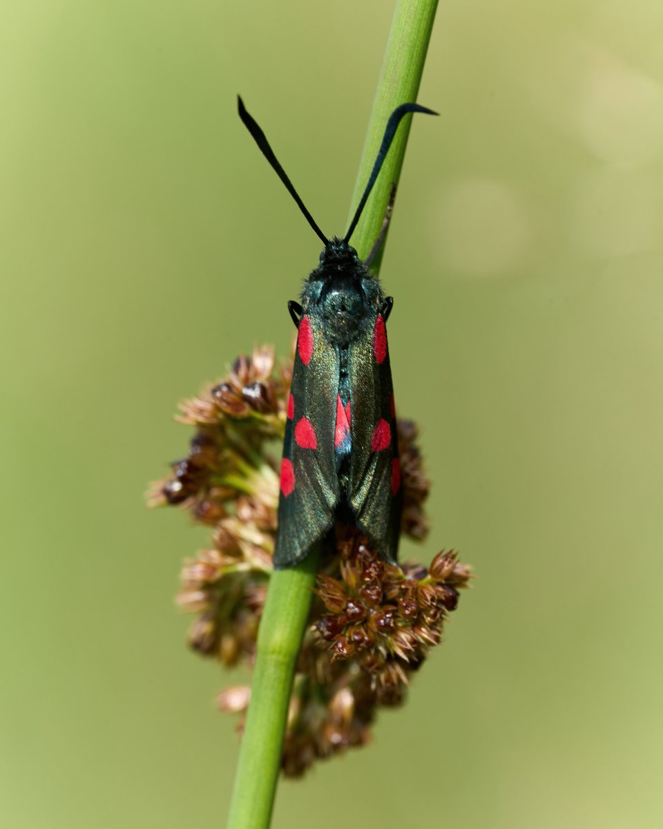 Narrow bordered 5 spot burnet  - Bridge of Allen. How far west have they colonised in Central Scotland now?  @BC_Scotland @BC_SWScotland