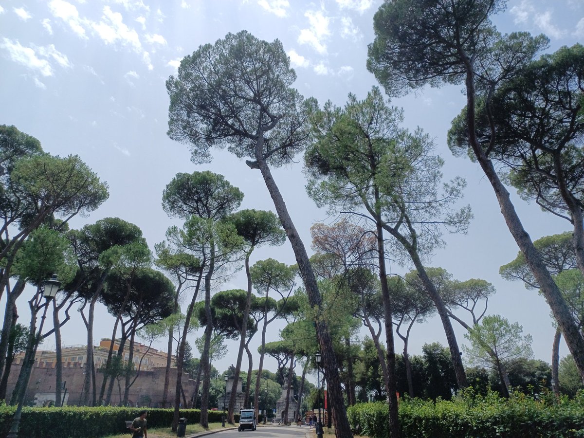 Hillary_Burlock's tweet image. #loftypines Very Dr Seuss! A trip to the Borghese Gardens in Rome was an amazing end to #isecs2023