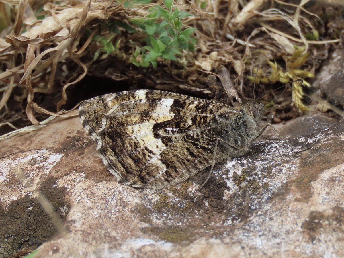 RHbury's tweet photo. Not the best weather yesterday but still managed to see several Grayling and Walls at Crook Peak. @BCSomerset https://t.co/wISnrhdeme