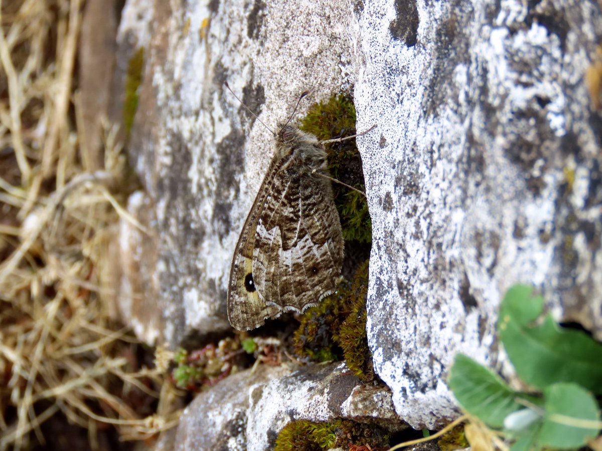 RHbury's tweet photo. Not the best weather yesterday but still managed to see several Grayling and Walls at Crook Peak. @BCSomerset https://t.co/wISnrhdeme