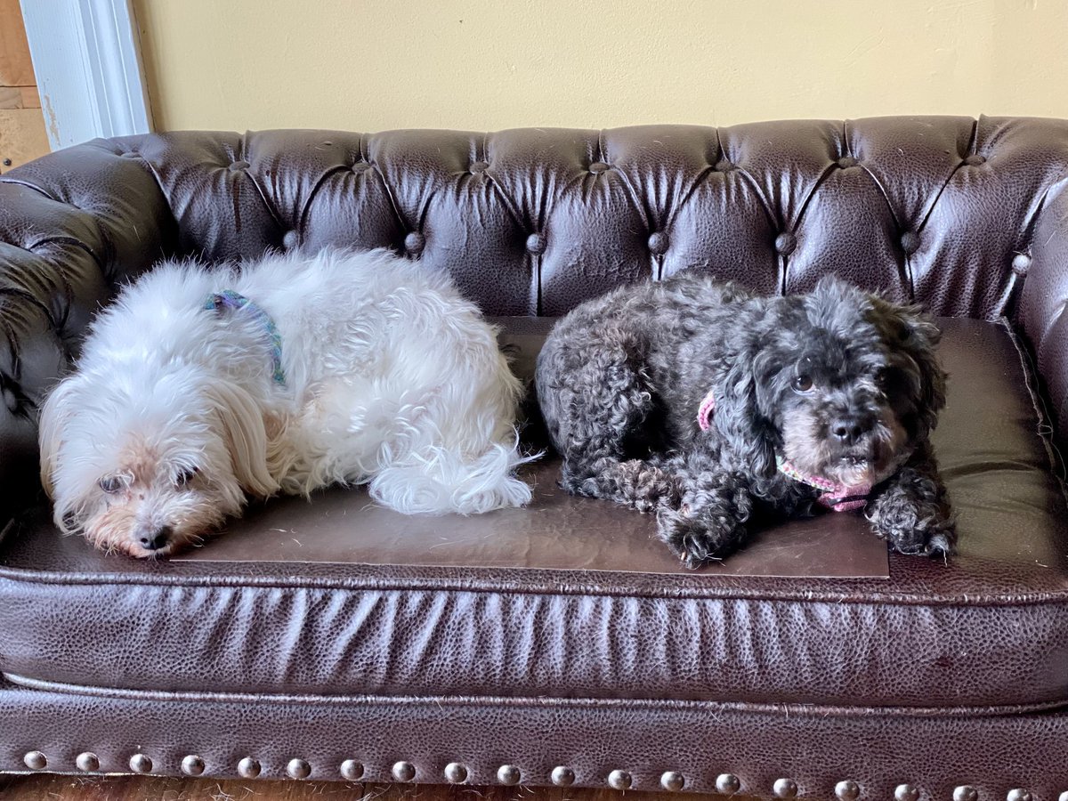 MonkeysHouseNJ's tweet photo. These two pups, Chase and Rocky just realized they are next on the bath list.  Chase is a rockstar for bathing and grooming.  Rocky is an 11 armed octopus.  I always try to stop before he gets upset but I, the wall, the floor and anything near the tub will get soaked... https://t.co/PNnOVIufBk