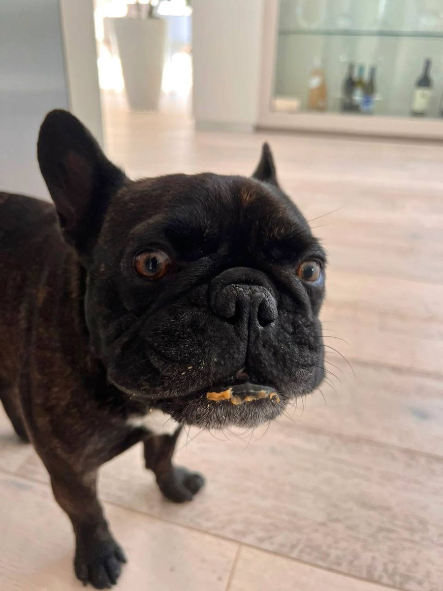 puppy who loves to eat