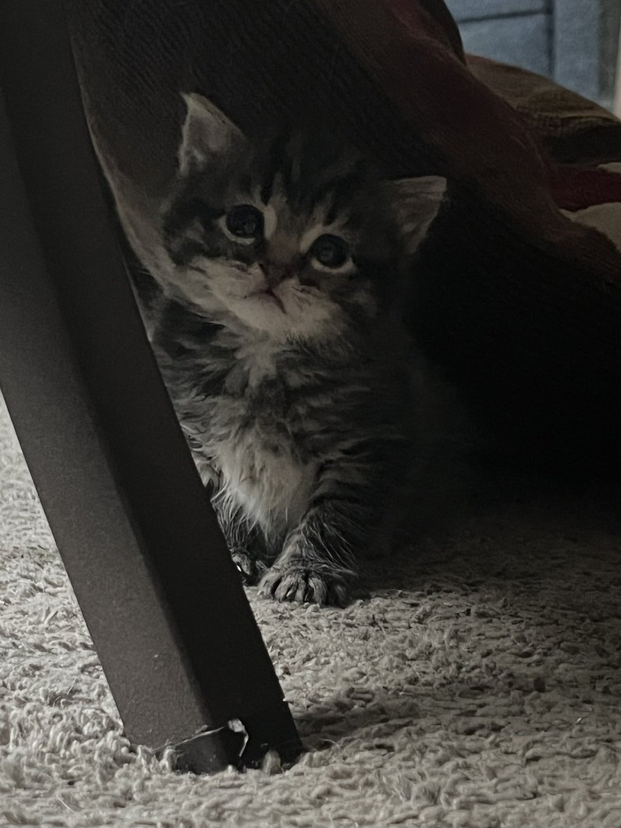 Divideline's tweet photo. @TJOshie77 Oshie! I want you to know I gave my brother a kitten that a man found all alone at 2 weeks. He’s growing so fast and my brother named him Oshie after you!! He’s a huge fan. I want you and the world to meet little Oshie!!! https://t.co/mOdU9t9epO