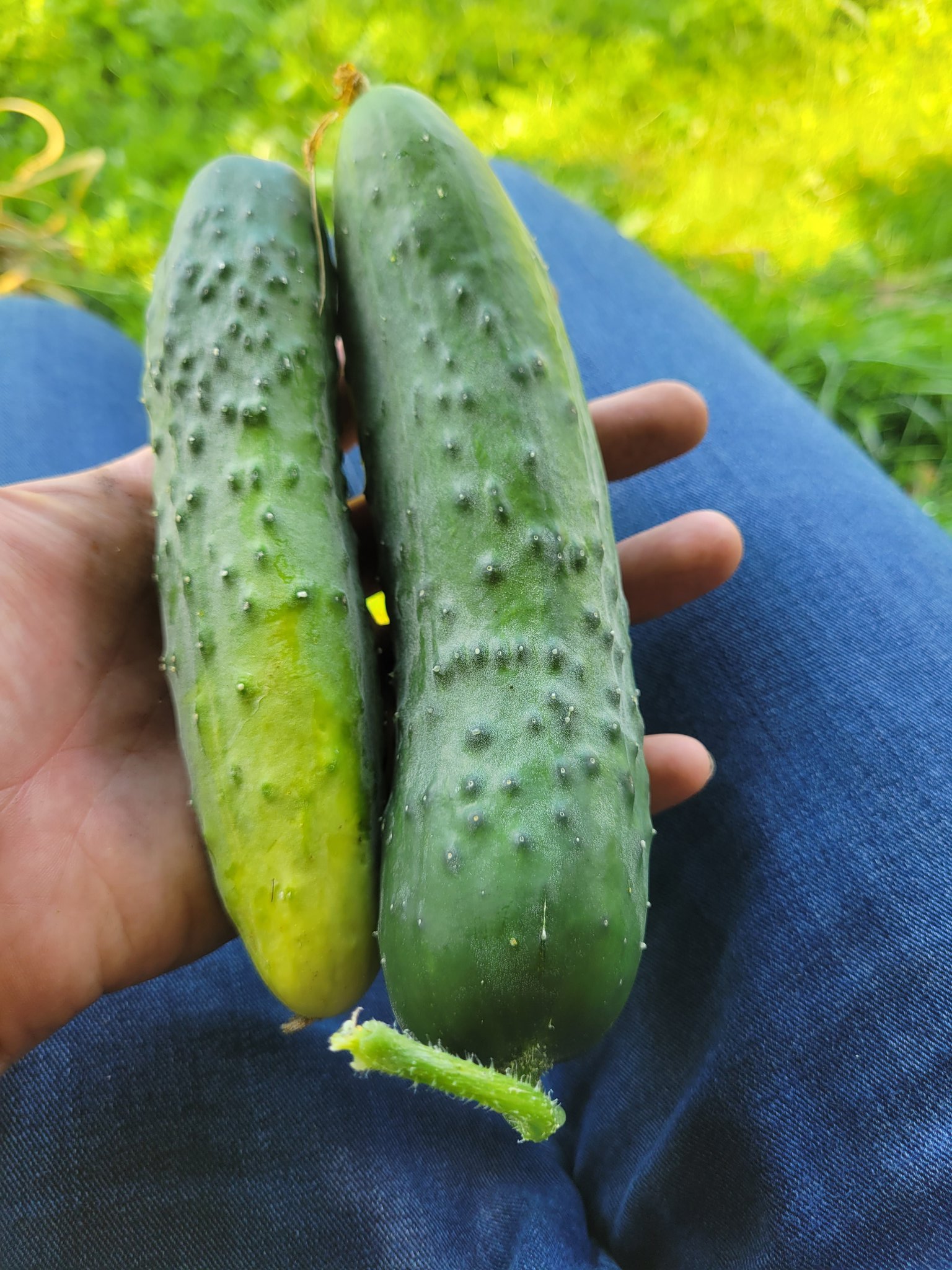 The Most Controversial Swaggy Cucumber Leak Ever? - 8o33fze