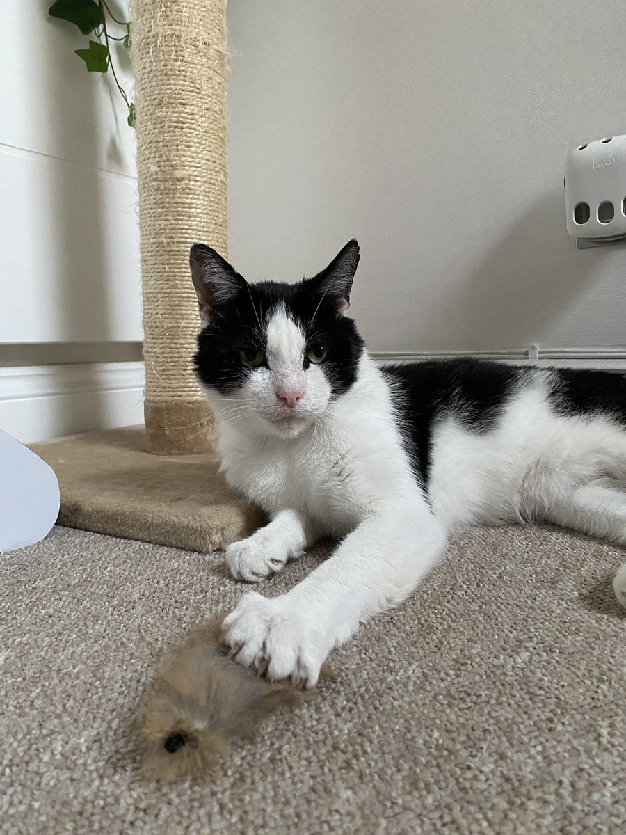 basil 🌿 (@masterbasildon) on Twitter photo 