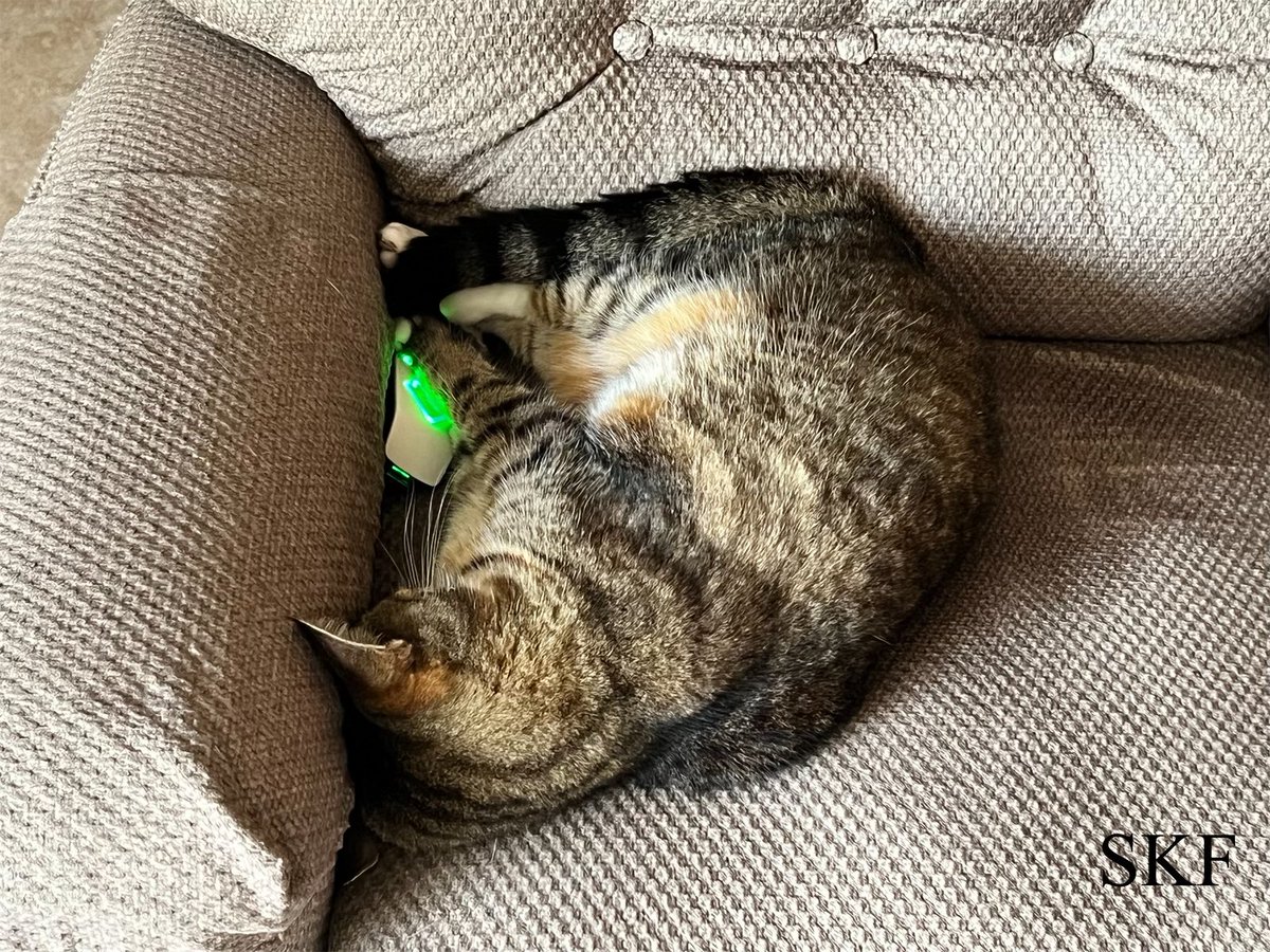 SkittlesFriends's tweet photo. Trouble: Hello Everyone.
The Big Guy came over to visit me and to have lunch with his Mom this #SundayAfternoon 
But I made him sit elsewhere because I wasn’t moving from my chair,
He may be the Guest, BUT it’s my Chair 
😹😹😹
#CatsOfTwitter 
#Tabby
#MyChair https://t.co/V2JKwE2LGJ