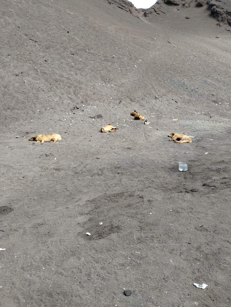 FranSNK's tweet photo. Urgente RT informan que en #antofagasta hay 5 perritos que fueron abandonados. Nadie los ha rescatado, necesitan urgente hogar, por favor. Están en playa los metales #chile #ContigoCHV https://t.co/av2Iwfx0ff