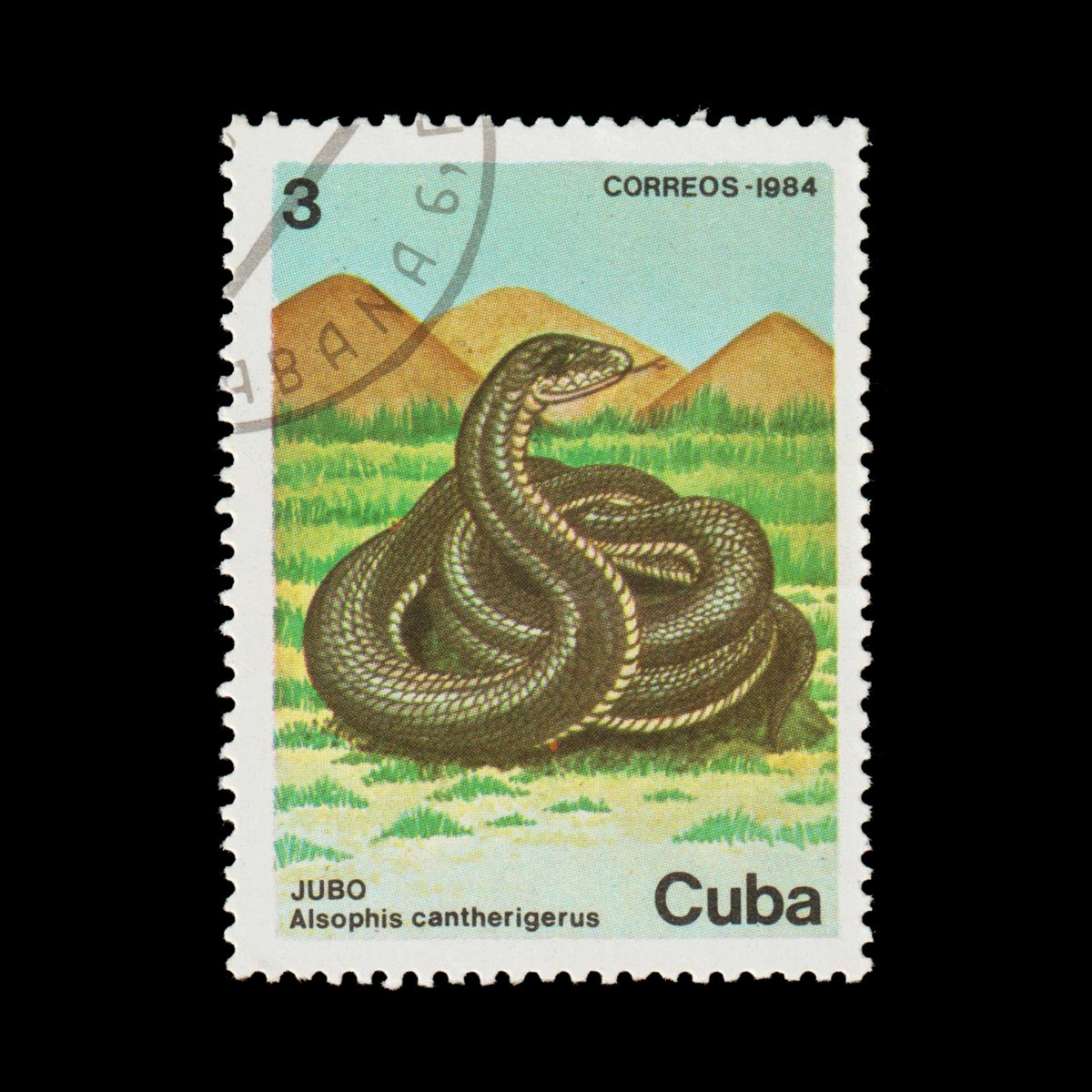 #DidYouKnow the Cuban Racer is one speedy serpent? Its agility is not just for hunting, but also to evade its main predator, the Cuban hawk! 🐍🦅

❤️YES 🔃NO 🗨️AGILE

#FunFacts #stamps #philately #NFT #Bitcoin <a href="/opensea/">OpenSea</a> #CubanRacer