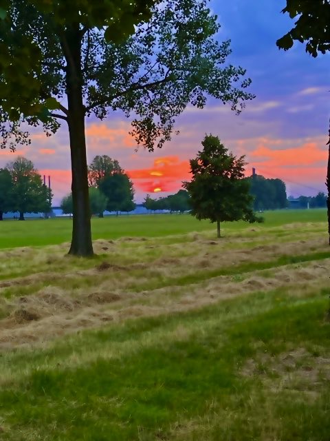 Sonnenuntergang über den Rheinwiesen