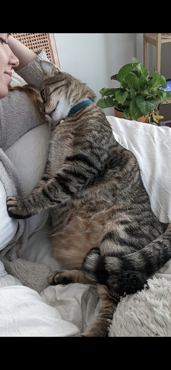 iamcassandra___'s tweet photo. @IAmSteveHarvey The way my cat looks at me https://t.co/teUDqBqJok