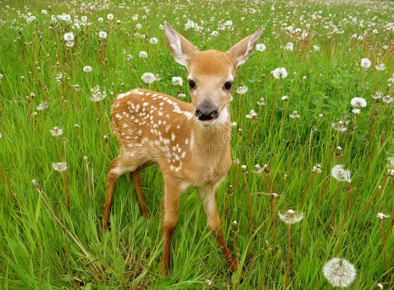 NopeSignal's tweet photo. Bambi’s mom is gonna get her brains blown out in 4K HD and the movie’s gonna cut to Bambi reacting like is: https://t.co/CAj8McKpLu