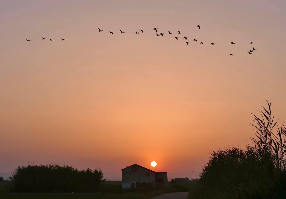 FuriMiquel's tweet photo. Capvespres que enamoren. Parc Natural de l’Albufera. Sueca. @apuntoratge @oratgenet @avamet @meteoval @eltiempola8tv #capvespres #parcnaturalalbufera https://t.co/0yNfiHFmLe