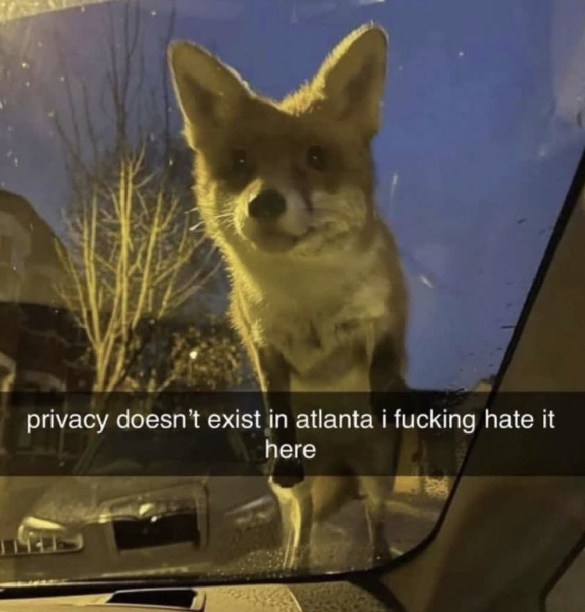 Absolutely no fox given