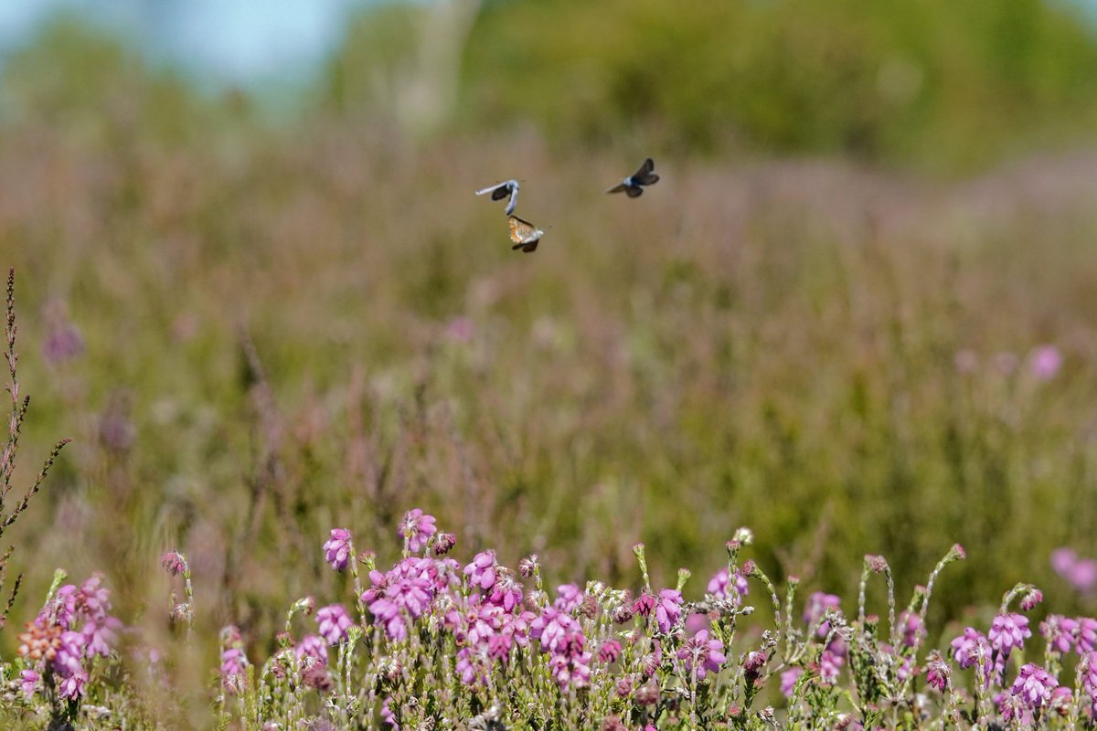 Max Anderson tweet media