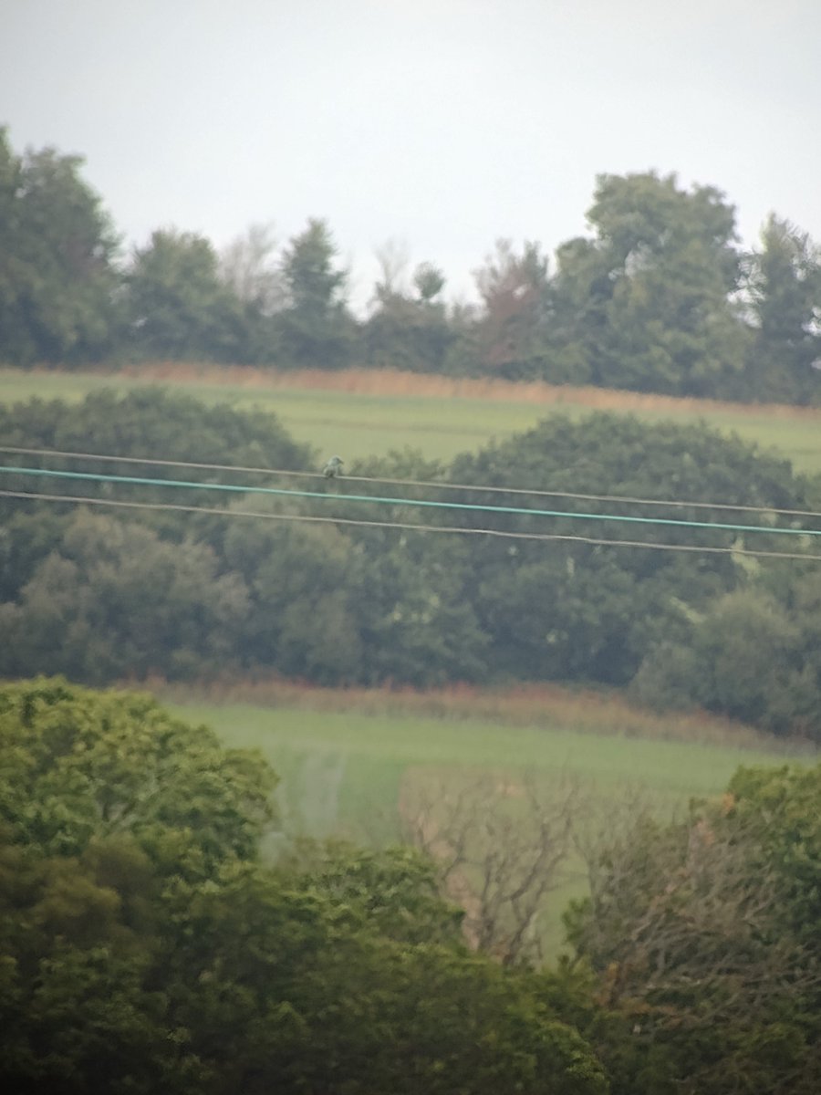 Hovertwitch! An enjoyable short journey to the Isle of Wight by bus, boat and hovercraft for the Roller at Brading Marshes. Showed better than it looks from my photography!