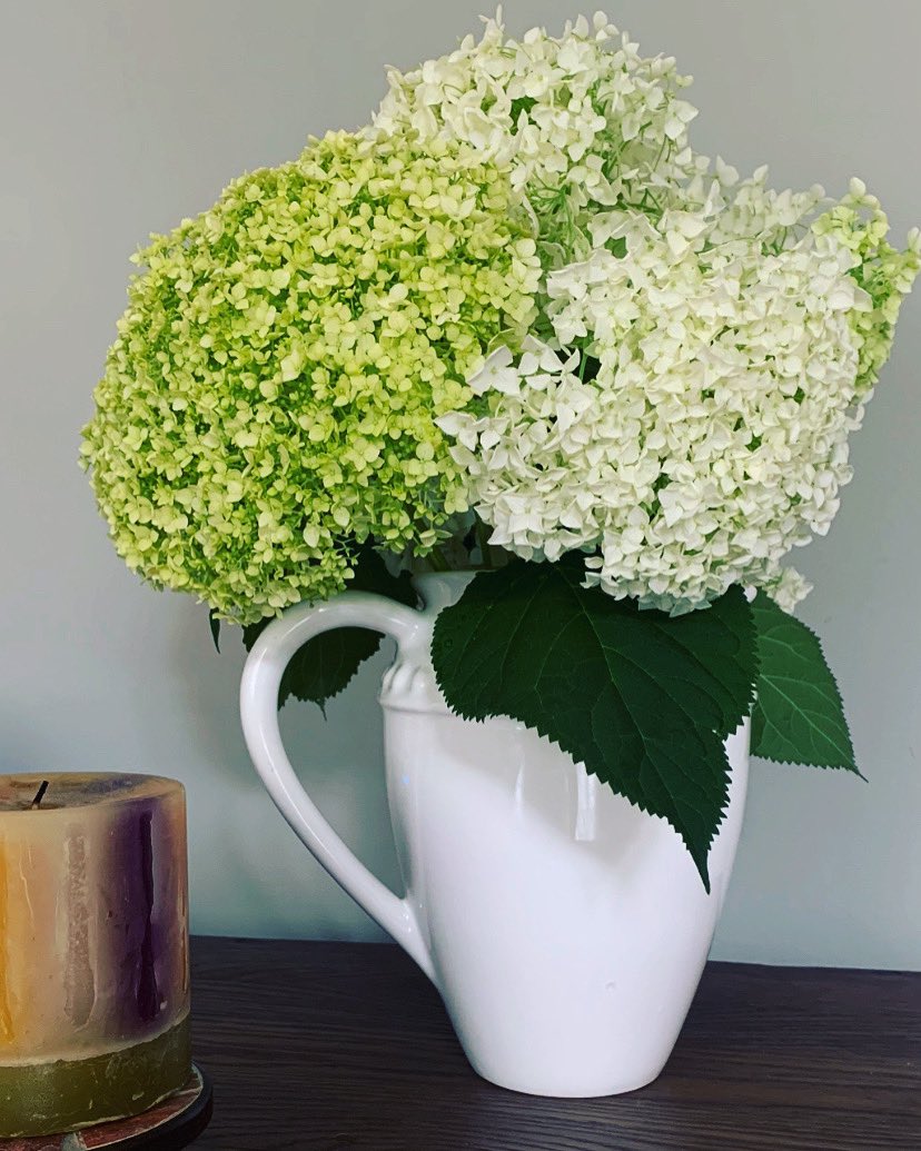 Hydrangeas huge this year.  A personal favourite 😀