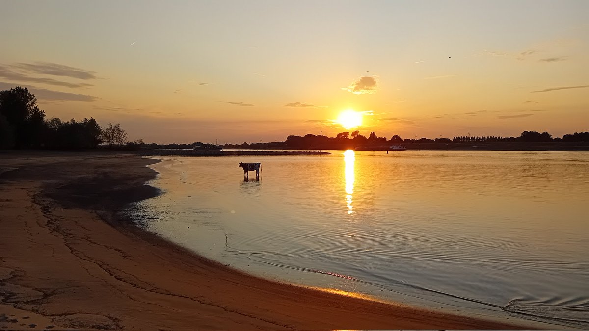 johelm01's tweet image. Gisteren aan de Waal.