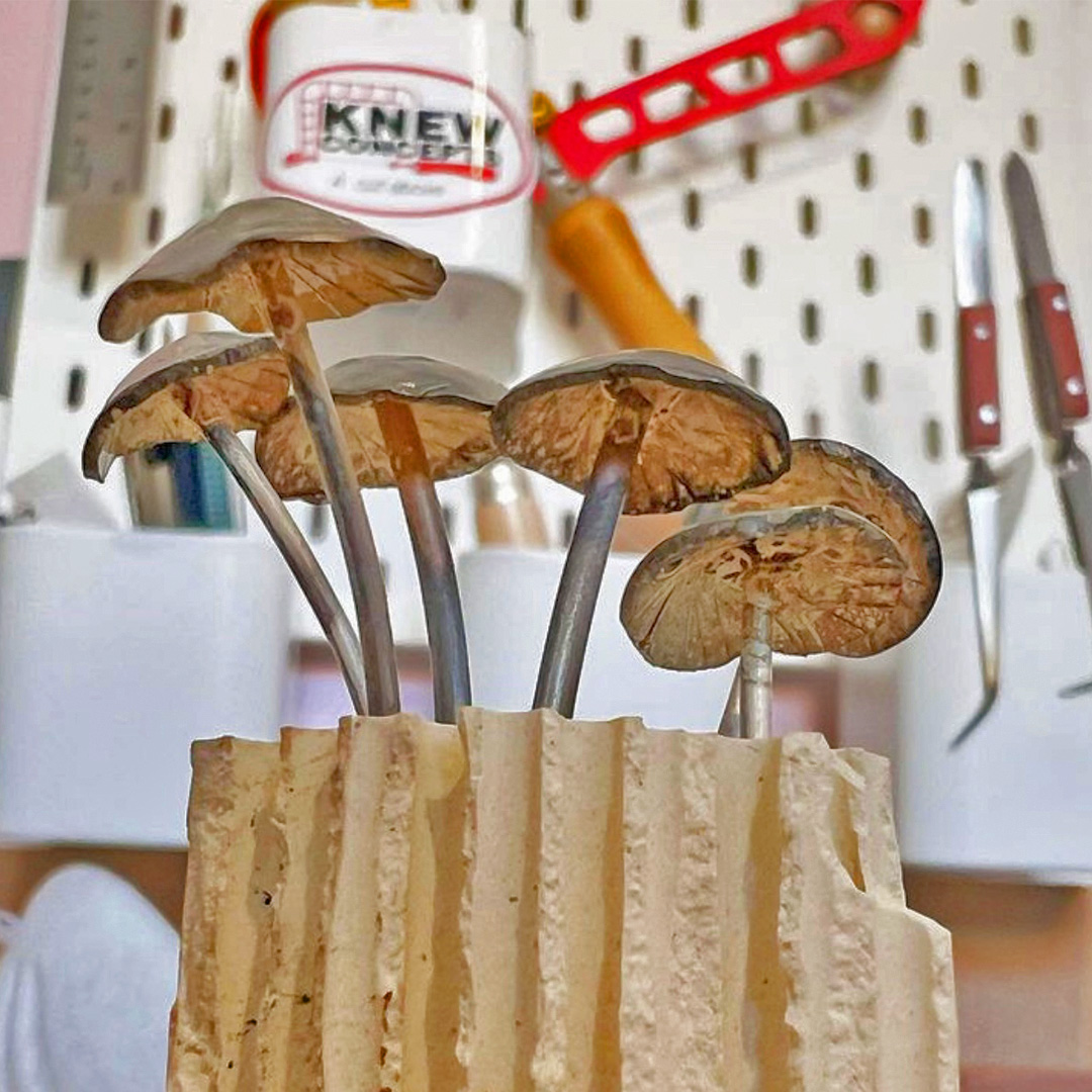 knewconcepts's tweet photo. We wonder if Alice KNEW about these mushrooms. 🍄 🍄 They look simply magical! Thank you for sending in this #fanphoto @tittle_the_brick! https://t.co/0bIi23HHV8