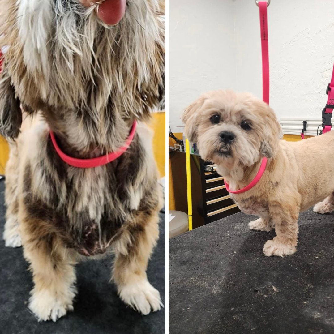 TheraCleanInc's tweet photo. Say hi to Puffin!

Puffin has suffered from allergies most of her life. Her mom found someone with Thera-Clean and the fantastic team at TenderCare Pet Salon and Day Spa in Fort Myers, FL got her started on Thera-Clean baths and look at her now– she's feeling and looking great. https://t.co/iWtPKgIKch