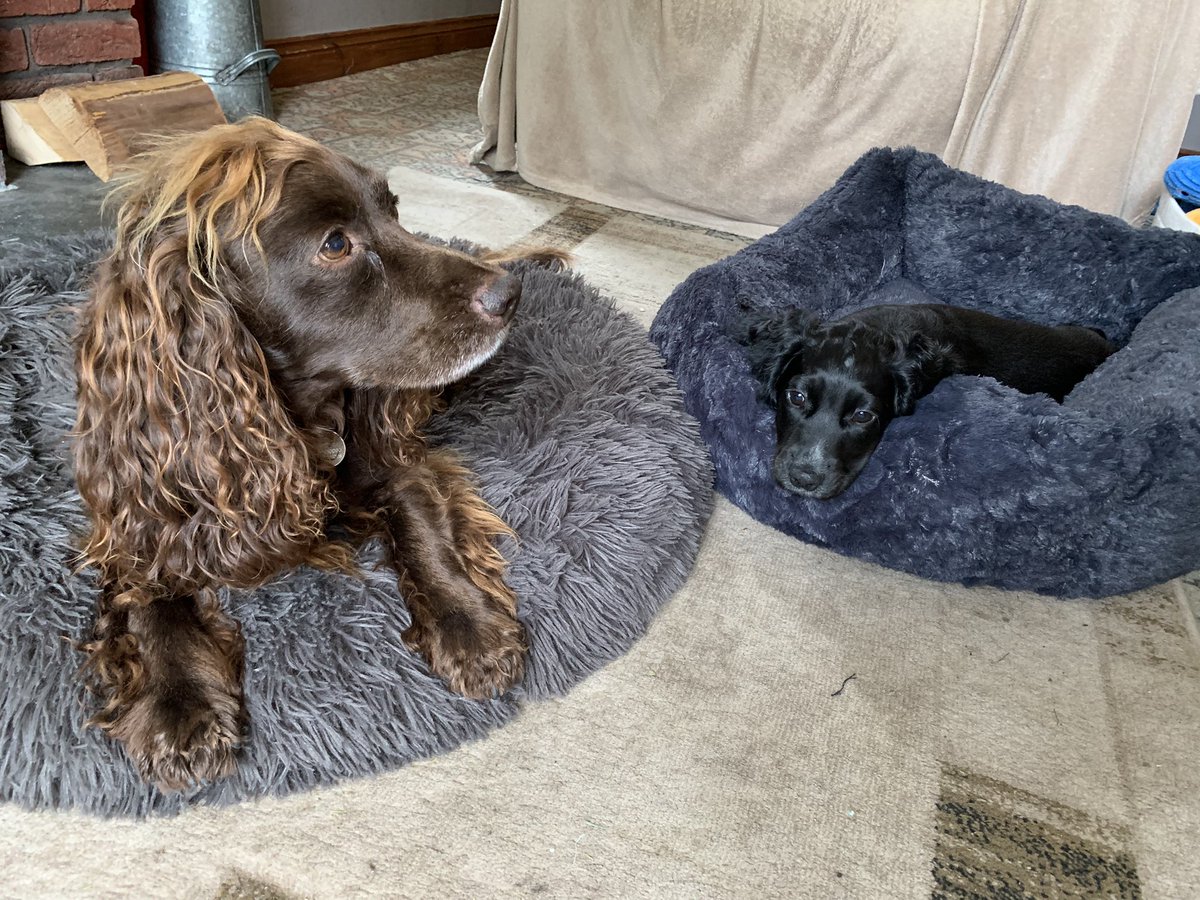 DougietheCocker's tweet photo. And then there was two. Welcome into the family Bertie https://t.co/C5Glc97Zrq