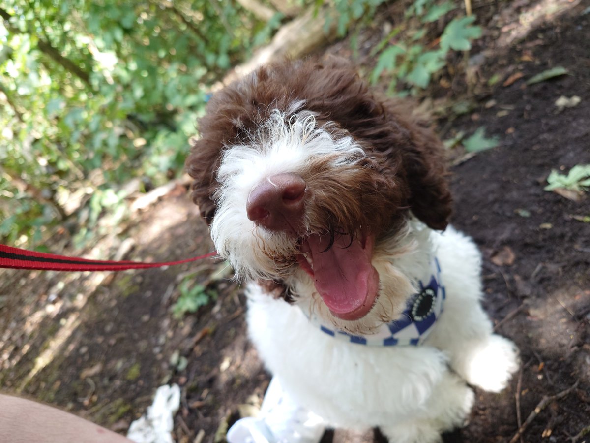 YorkshiremanDan's tweet photo. Ripley on his first walk with us earlier. He was a good boy 😊

📷 Sony Xperia 1 V

#ShotOnSnapdragon #withXperia https://t.co/5J8gLrqIJ2