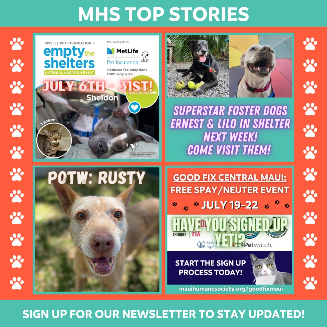 Empty The Shelters is BACK! Superstar foster dogs Ernest & Lilo will be in shelter next week! Come visit them! POTW: Give Rusty a chance. Have you signed up for FREE spay/neuter via GoodFix? #mauihumanesociety #adoptdontshop #emptytheshelters conta.cc/3O6oneG