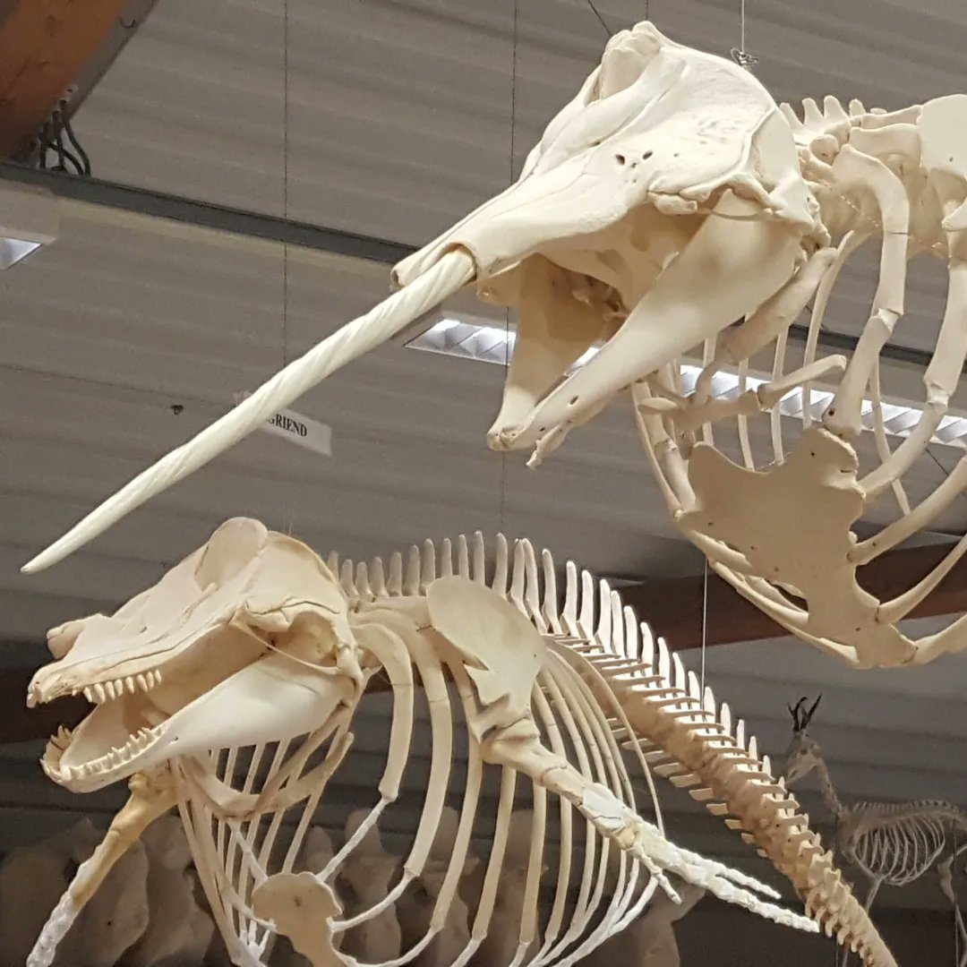 SeaWolvesSpain's tweet photo. Los machos de narval (Monodon monoceros), así como algunas hembras adultas, poseen una larga pieza dental con función sensorial.
Pero, sabías que en algunos casos son dos los dientes súper desarrollados y no sólo uno?
Quieres saber más? https://t.co/QwsutDAuag https://t.co/xqbxyOA1Ie