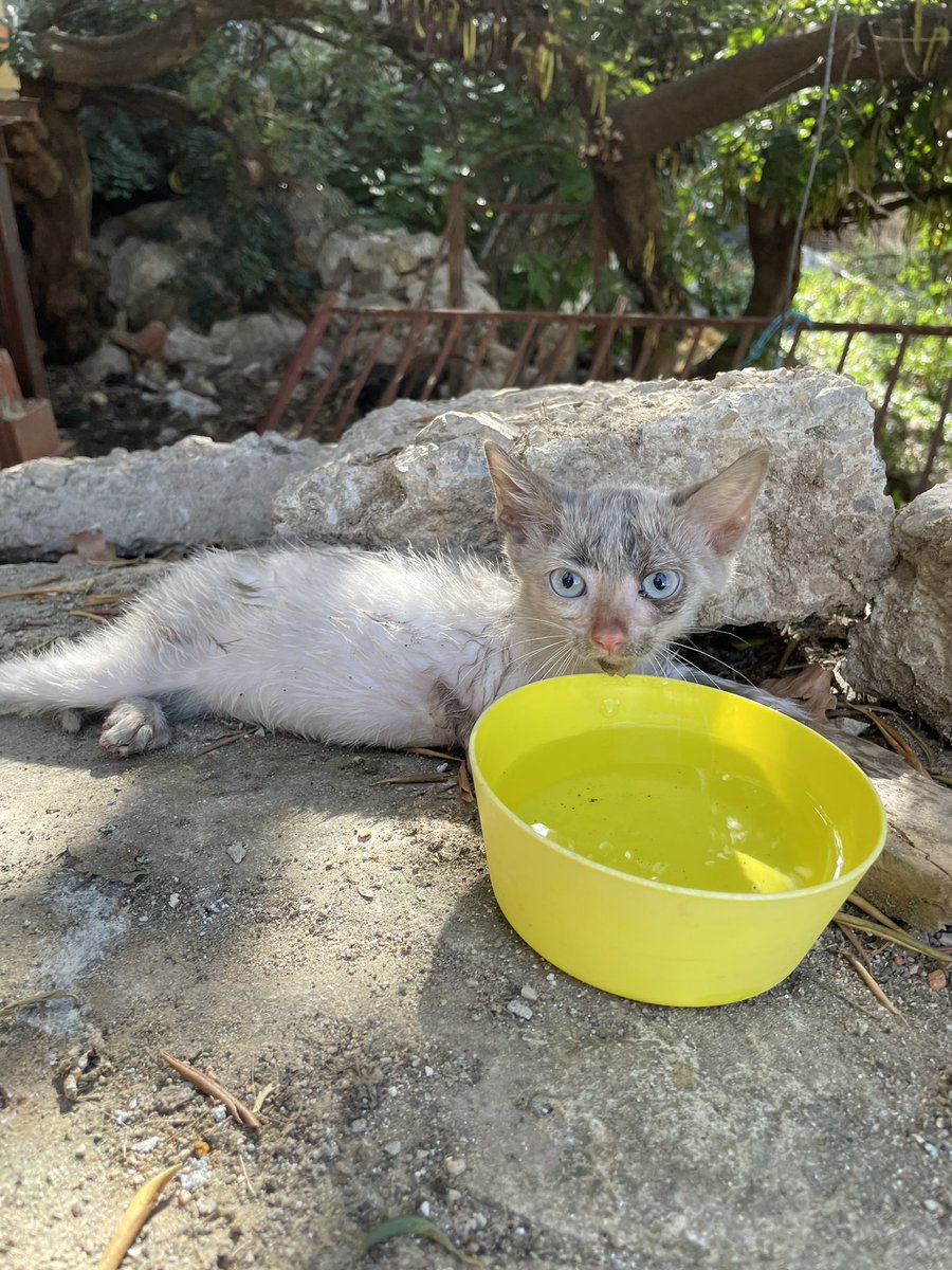 yoligonera tweet media