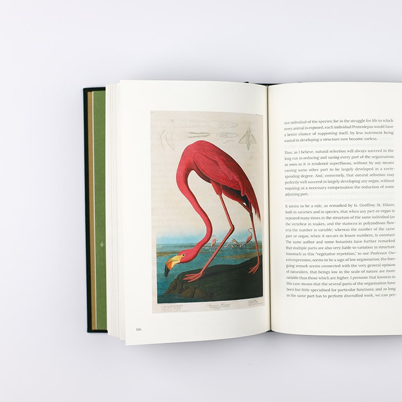 Less than 100 books of Darwin's '𝐎𝐧 𝐭𝐡𝐞 𝐎𝐫𝐢𝐠𝐢𝐧 𝐨𝐟 𝐒𝐩𝐞𝐜𝐢𝐞𝐬' are left in stock. Don't miss out. It's really beautiful! #Science #History kroneckerwallis.com/product/on-the…