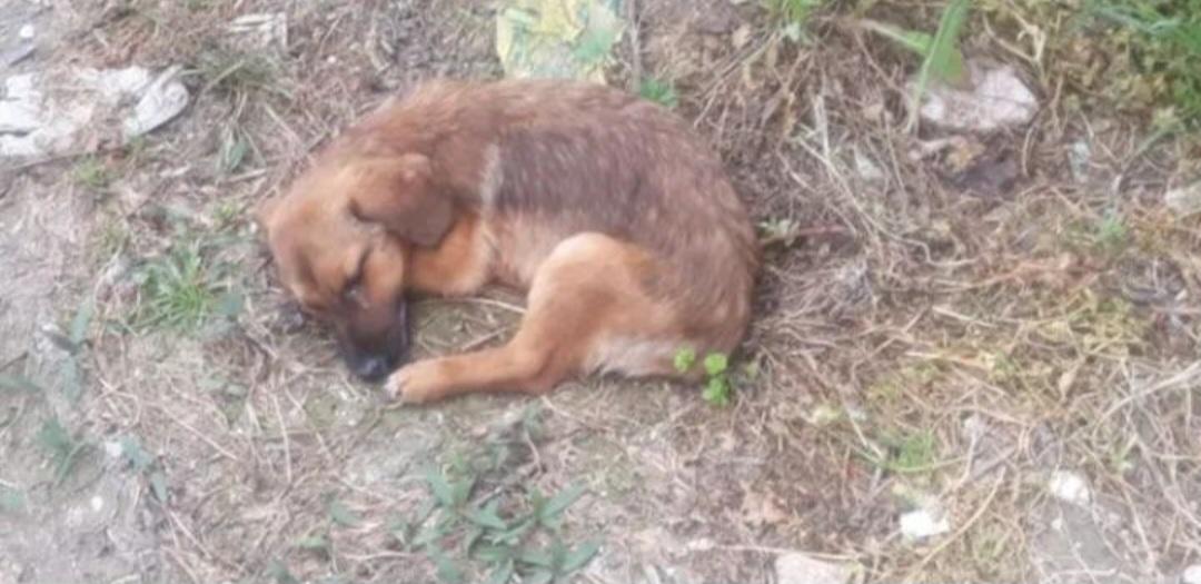 Ne olur sesduyun <a href="/MudanyaBel/">Mudanya Belediyesi</a> katliam yapıyor her yerde yavru köpekler ölüyor hasta bakım yok kısırlaştırma yok <a href="/HayriTurkylmz/">Hayri Türkyılmaz</a> bu canların vebali ağır olacak acil <a href="/RTErdogan/">Recep Tayyip Erdoğan</a>