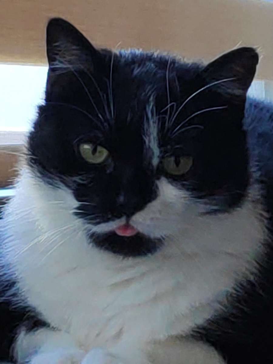 Portret z języczkiem😻