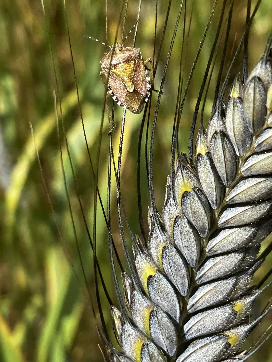 Mona_30101995's tweet photo. #insect #microbeauty #NaturePhotograhpy #biodiversity https://t.co/6SF37SOnPX