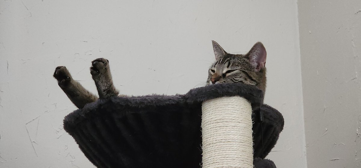 corpse_run's tweet photo. Toobs workshopping optimal relaxation postures.

#toobsthecat #cats #catstagram #catsofinstagram #kitten #kittens #pets #petsofinstagram #petstagram  #cute #cuteanimals #toobs  #kitty #kittylove #kittycat https://t.co/SUju8C6CVl