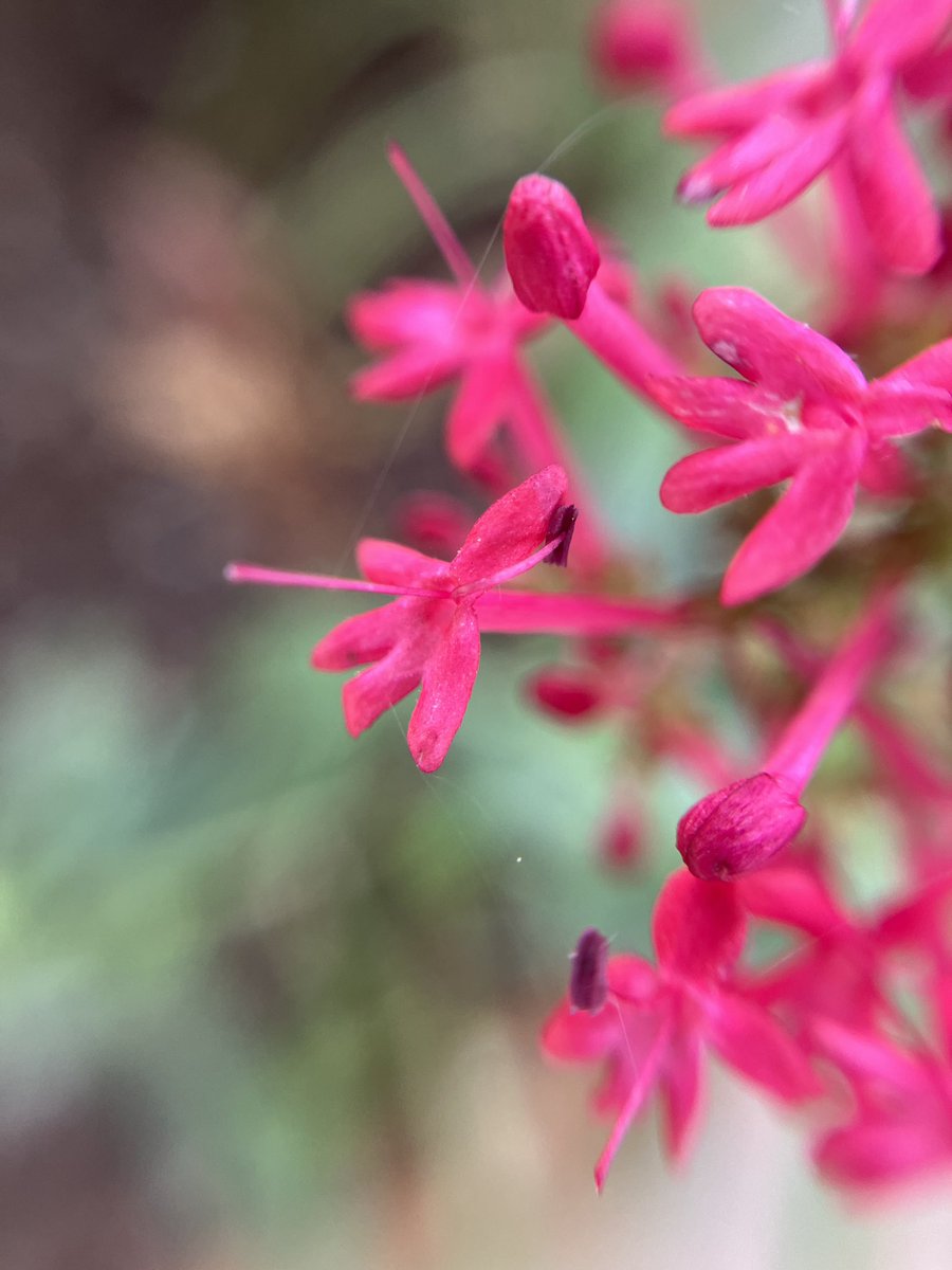 Thanks to <a href="/RHSBridgewater/">RHS Bridgewater</a> for inviting me in to run two mindful photography workshops today. It’s so rewarding showing how both camera and cameraless photography can help you slow down, take notice, and take your mind off other things. Thanks to everyone who came along! #rhs