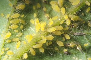 I am finding colonies of soybean aphid in many fields just into the R-stages. It is time to brush up on the latest management from @TraceyBaute (2022 article) fieldcropnews.com/2022/07/time-t… cc: @Jocelynlsmith @WheatPete