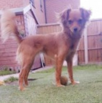 millypod1's tweet photo. BARBARA FOUND SAFE. THANKS FOR RT's πππΎ
π4 JULY 2023 #Lost BARBARA #ScanMe
Tan Russian Toy Terrier Female
#Willaston #Cheshire #CW5
nr by: #Nantwich #Shavington #Crewe #ReaseHeath #Blakelow
https://t.co/T18luMyrxw https://t.co/nirzigy4Z8