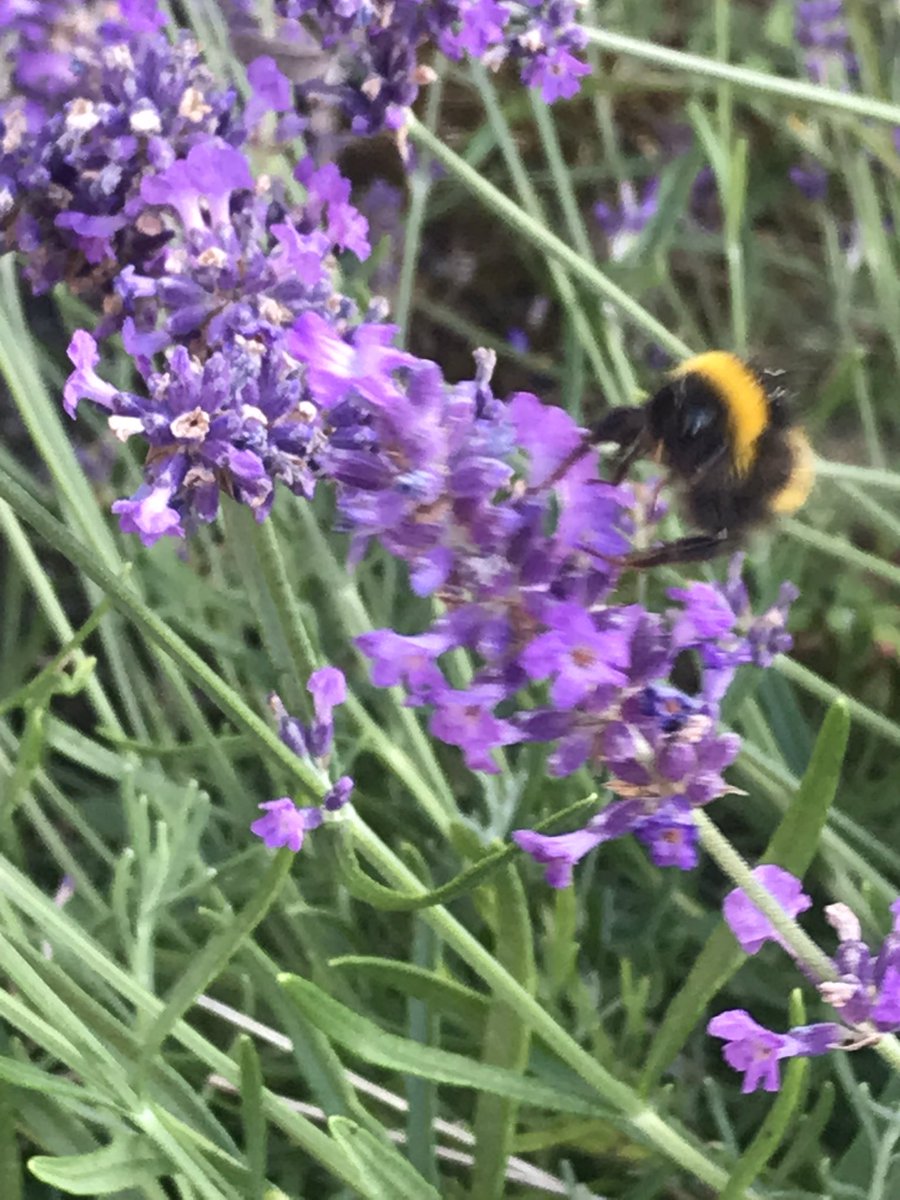 elizabethlowson's tweet image. Lovely bees all over the lavender #TinyJoys