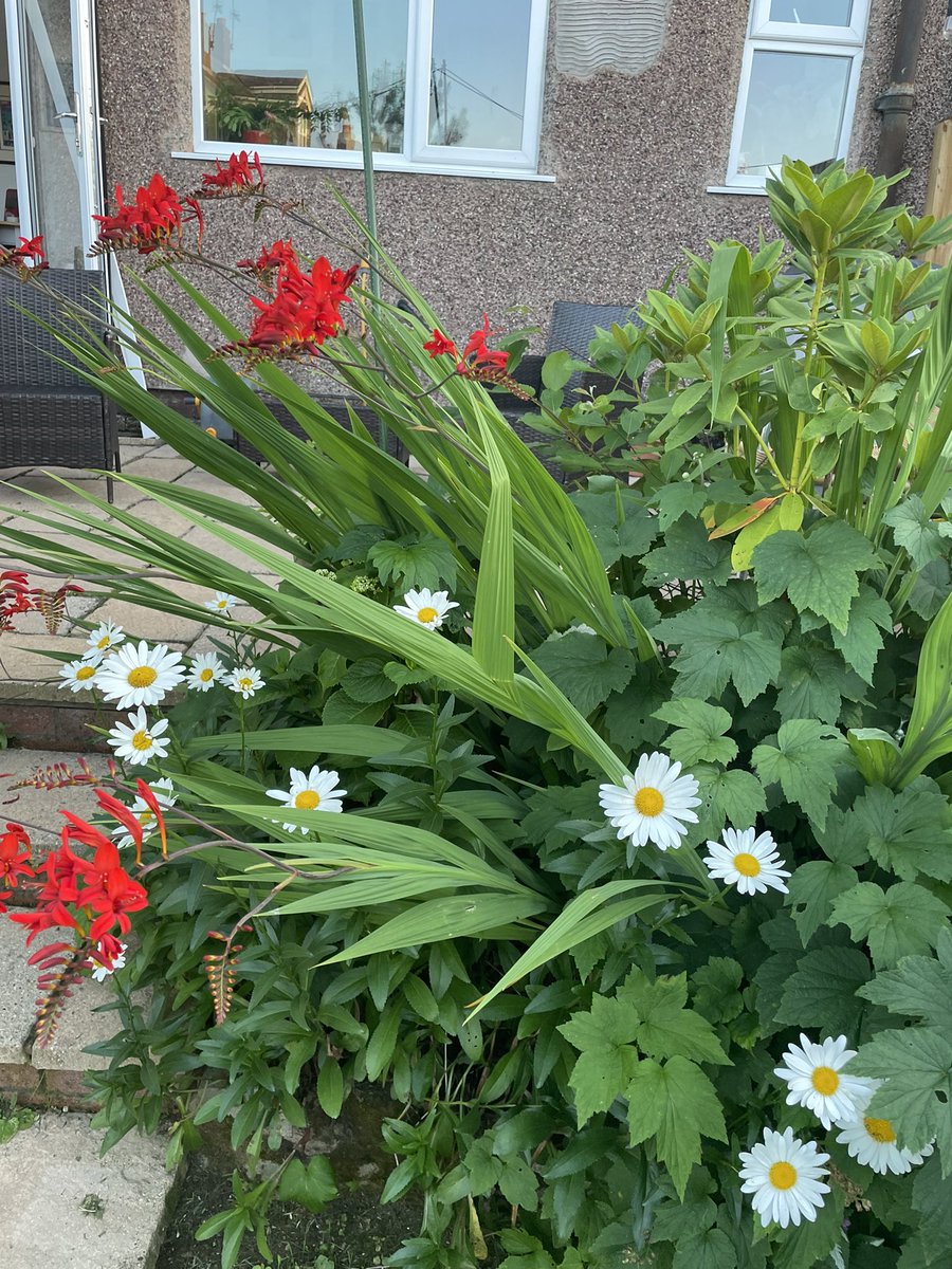 nasusscarlett's tweet photo. #rainbowsofnature - my garden and itβs produce π€ https://t.co/bWiF6hspgB