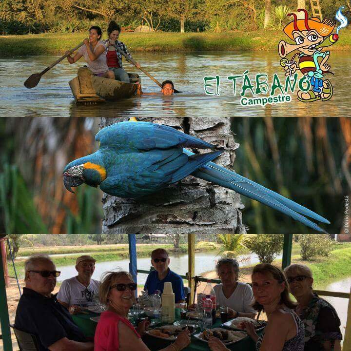 EltabanoPub's tweet photo. Todos los Domingos #ElTábano 🌴💚 Campestre en la localidad de #Sachojere 25 km de Trinidad, te espera con la sazón amazónica que nos caracteriza. #Ecoturismo #JungleStyle 

Checa nuestro menú 👇🏾:
https://t.co/YdO6SW4BP9 https://t.co/F4DCCAqKDM