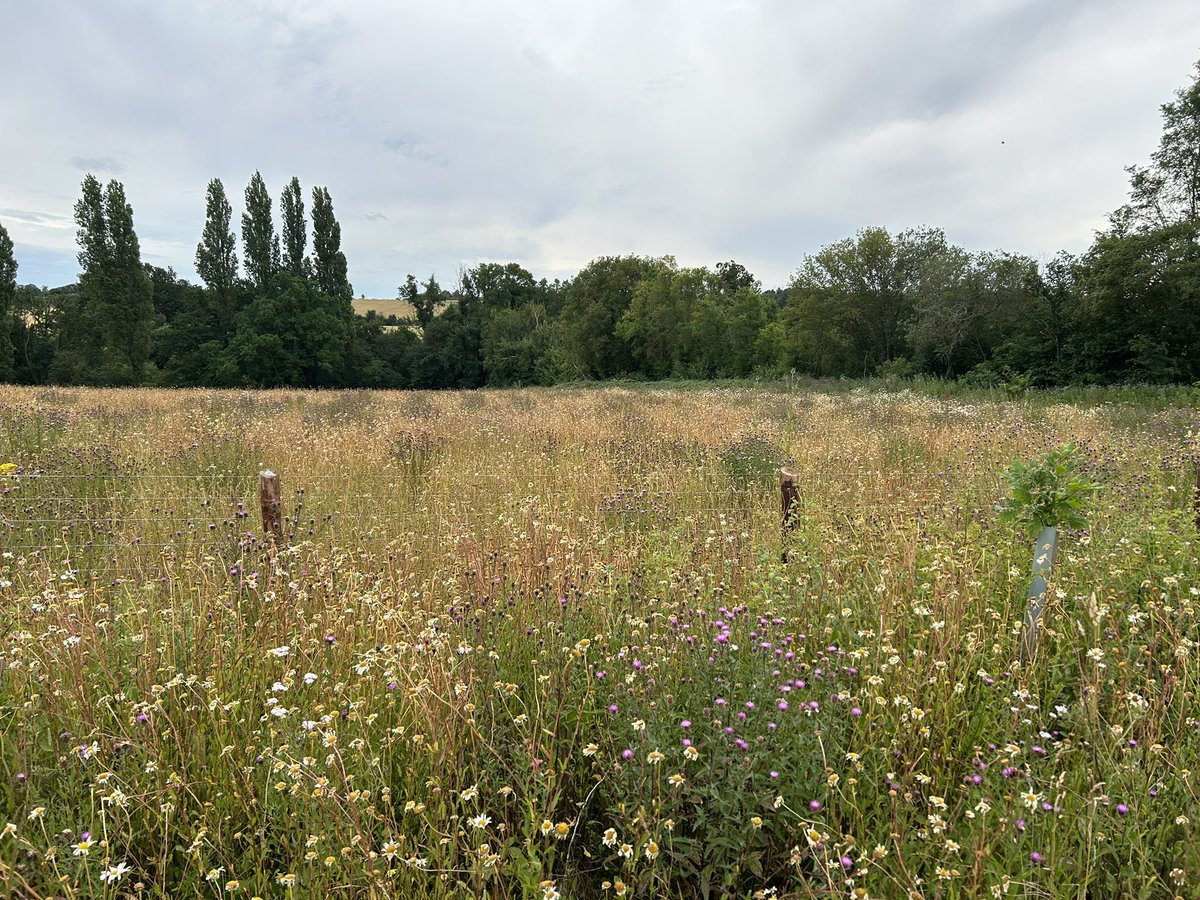 Cousins500David's tweet photo. Came across two amazing wildflower meadows at Stansfield, Sudbury, Suffolk adjacent to footpath. Looks recently planted together with native hedgerow. Well done that landowner 👏 https://t.co/EozeKg2vJx