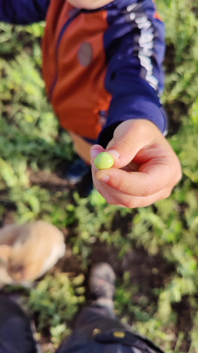 Jippii! Hernesesonki makeimmillaan!! 🫛🫛
#kasvutilannekatsaus #kasvukausi2023