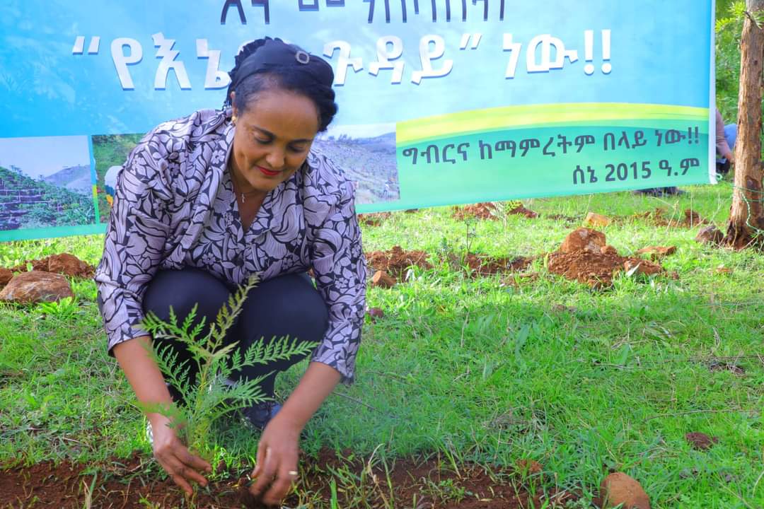 Hailemariam_Kef's tweet photo. Prime Minister Abiy Ahmed makes a call to all citizens to take part in one day's seedling plantation of a Green Legacy &amp;renewed  record to 500 millions.Amhara region made all preparation to plant 260 millions,52% of the country's.WE PLANT NOT FOR NUMBERS,BUT AIMED AT SURVIVALS. https://t.co/iytcIx7ckK